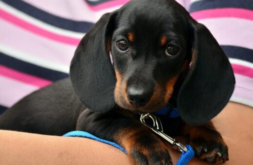 dachshund, puppy, pet-1519374.jpg